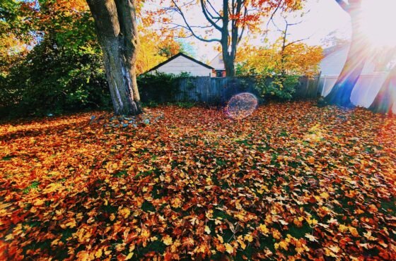 Why Backyard Design Planning Gets Harder in Fall